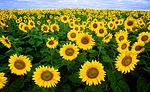 sunflower-11574_150