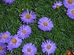 aster-79508_150