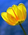 tulip-271352_150
